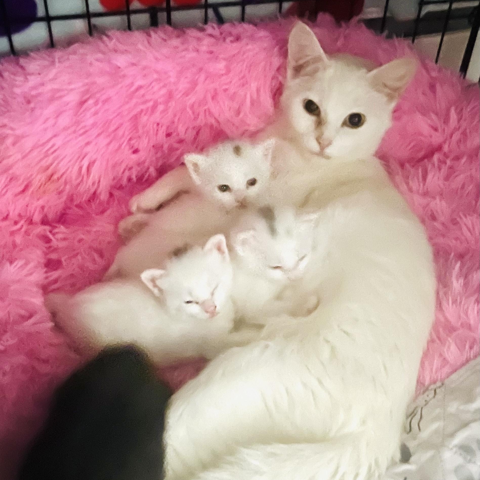 Dove, Adoptable, Adult Female Domestic Short Hair.