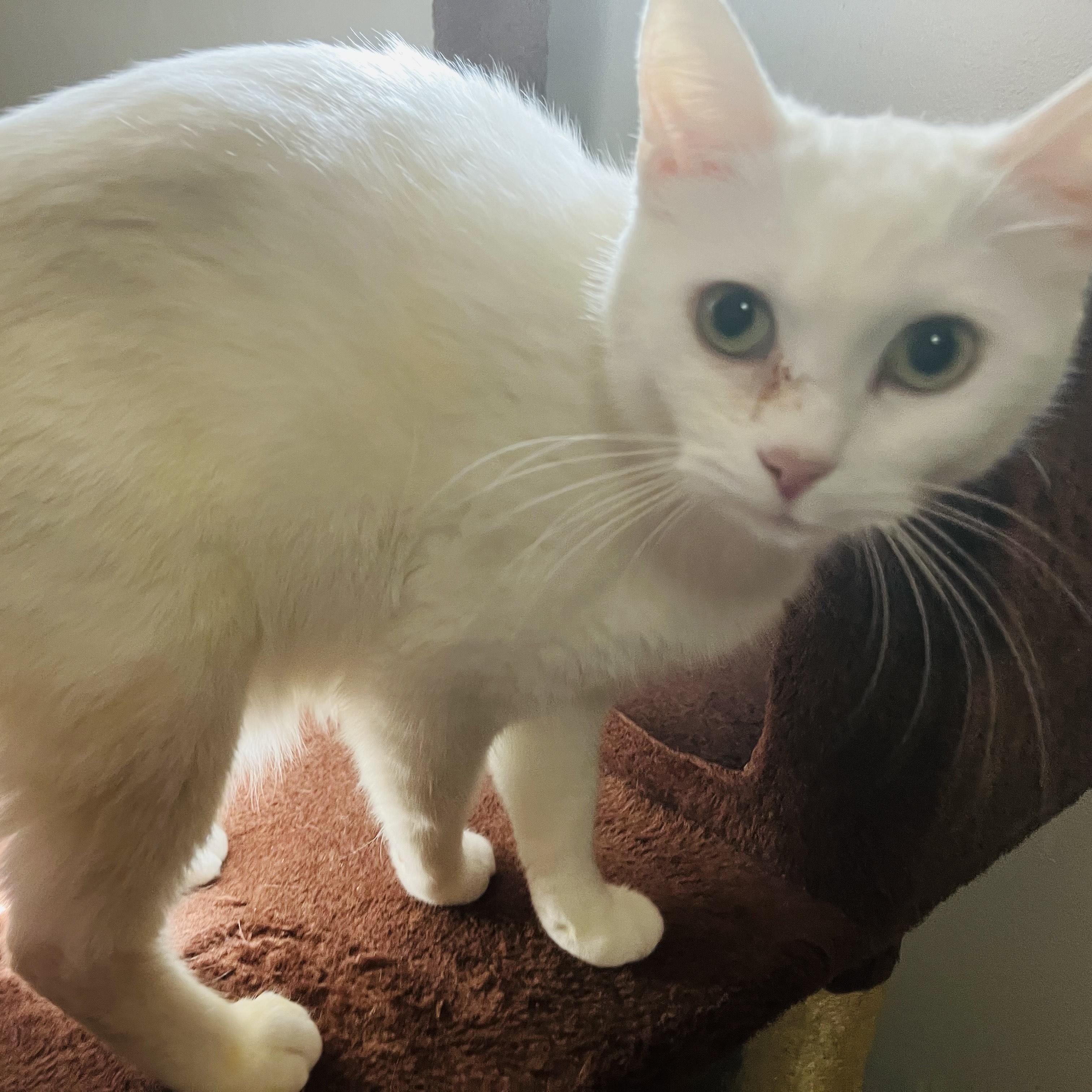 Dove, a Adoptable mixed breed in Silverton, OR image 4/4