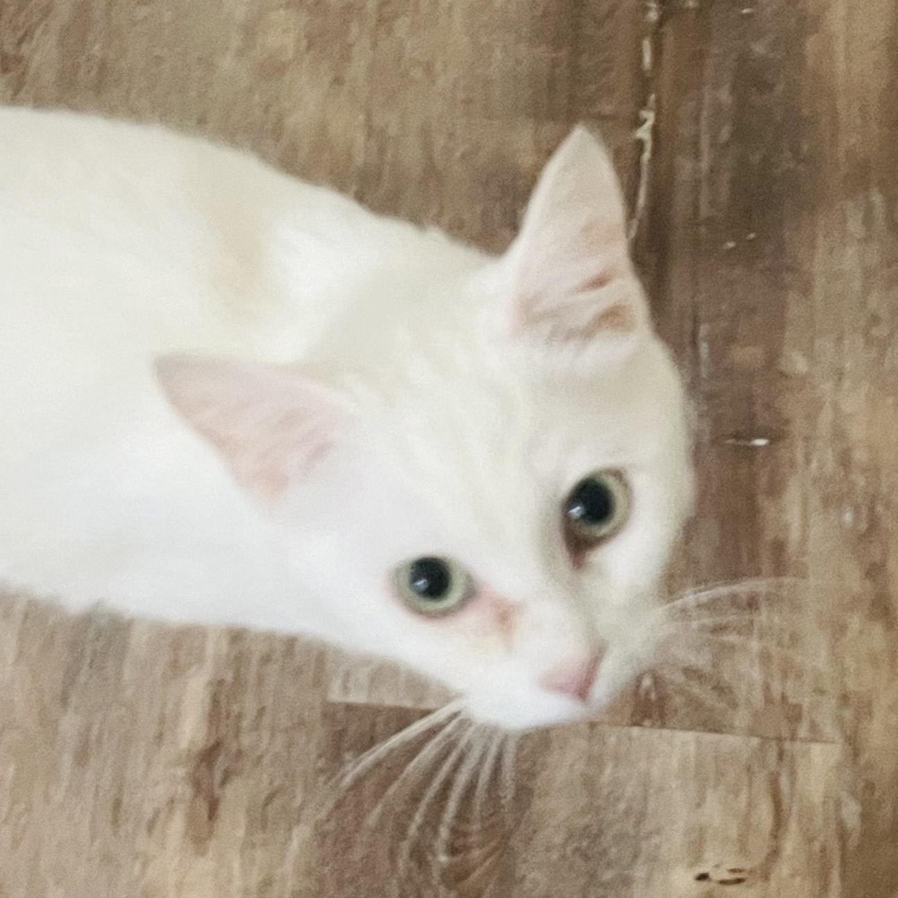 Dove, a Adoptable mixed breed in Silverton, OR image 2/4