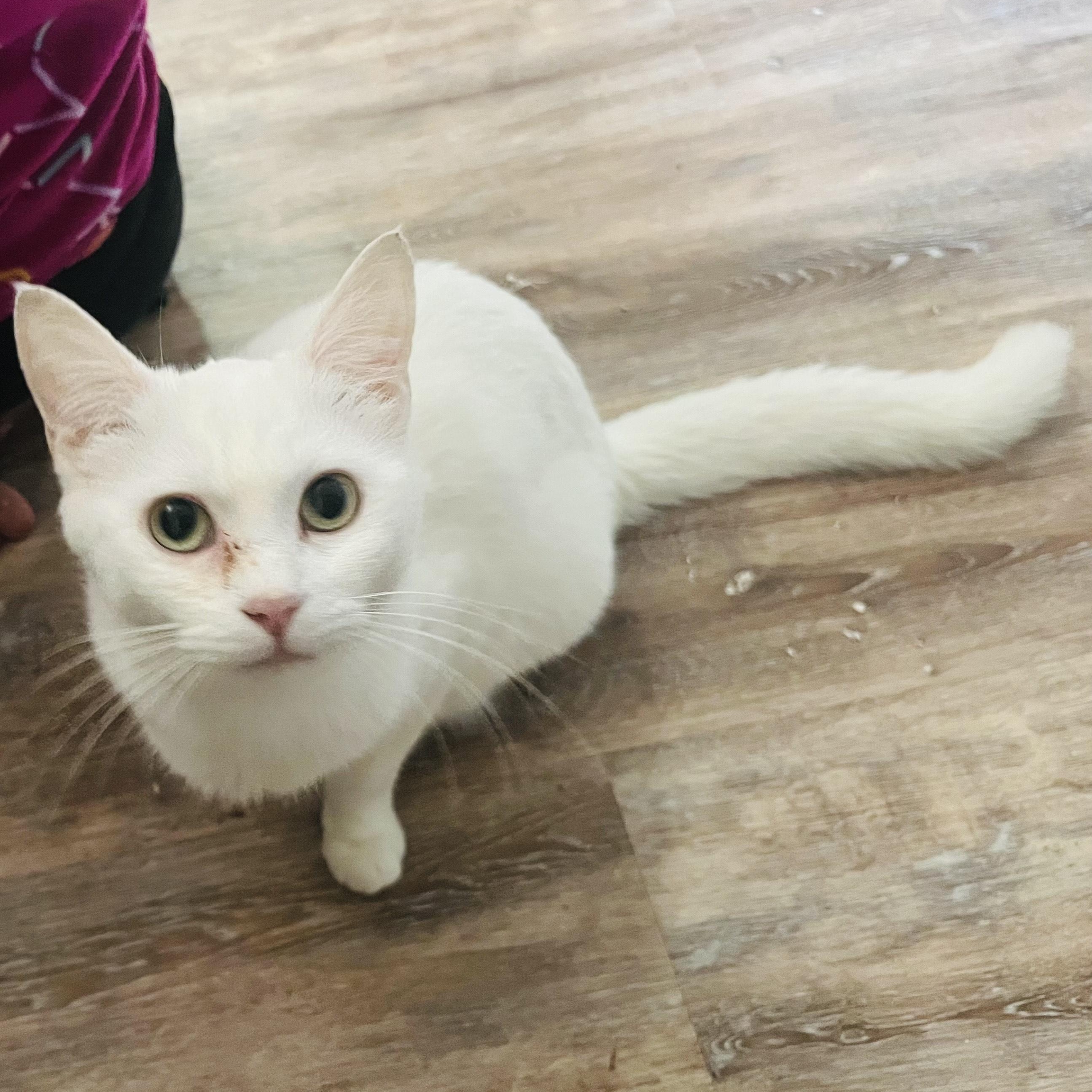 Dove, a Adoptable mixed breed in Silverton, OR image 3/4