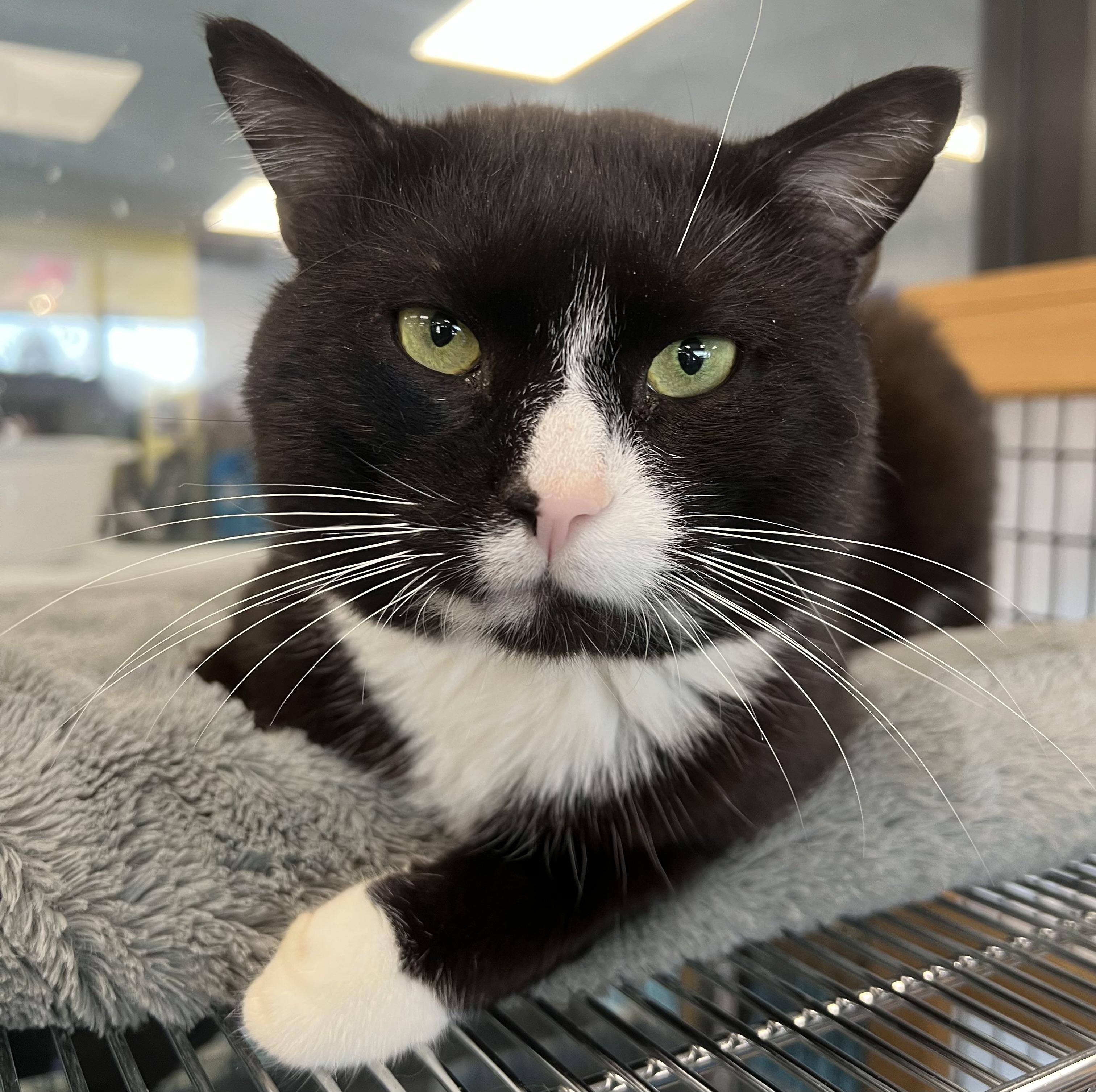 Felix, ADOPTABLE, Young Male Domestic Short Hair.