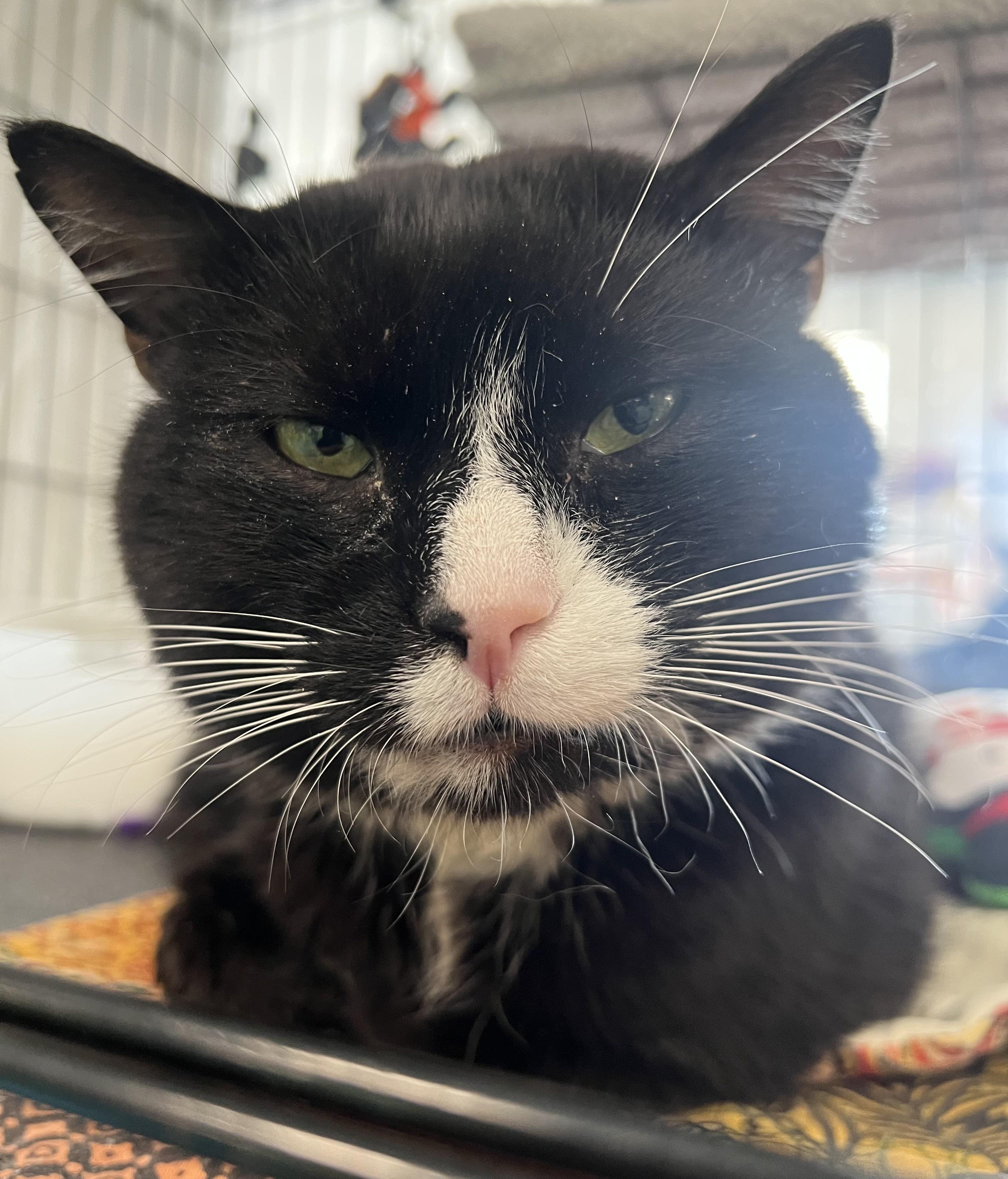 Felix, a ADOPTABLE Domestic Short Hair in Johnston, RI image 5/6