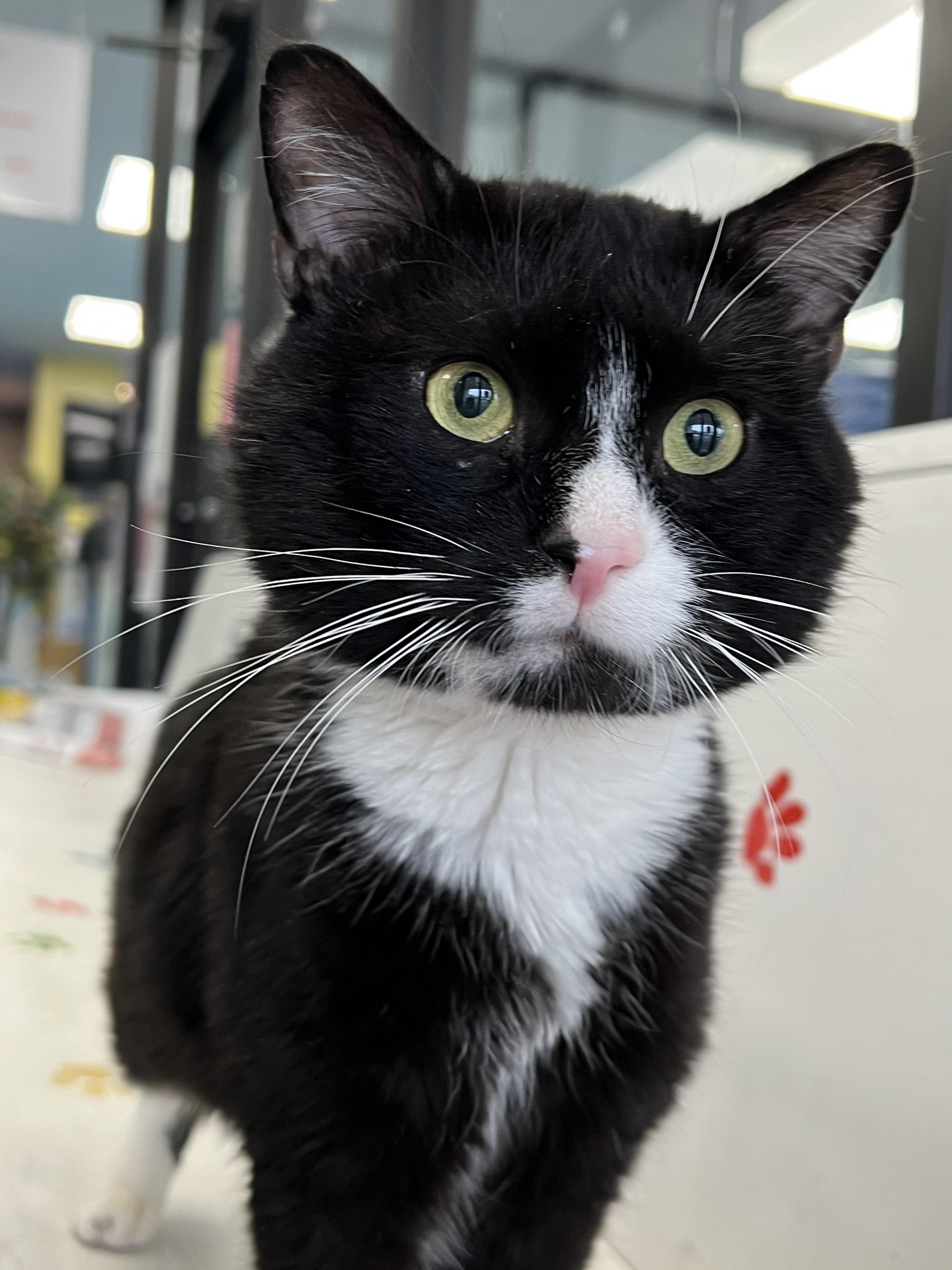 Felix, a ADOPTABLE Domestic Short Hair in Johnston, RI image 1/6