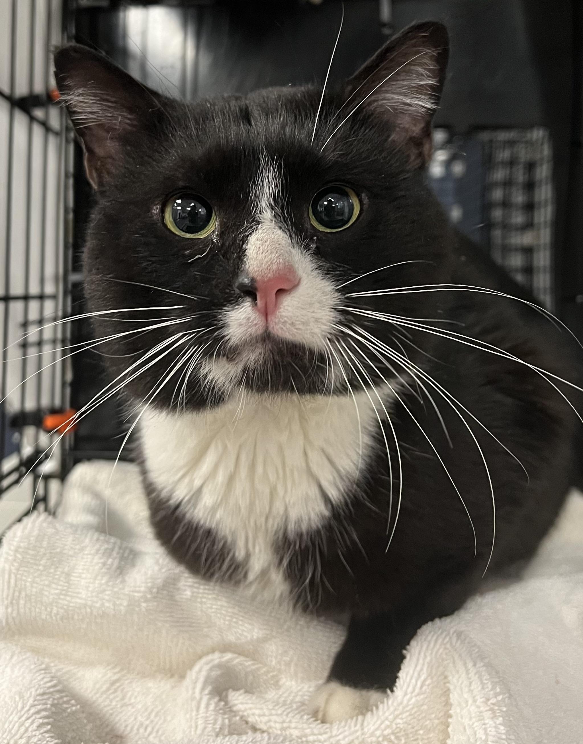 Felix, a ADOPTABLE Domestic Short Hair in Johnston, RI image 6/6