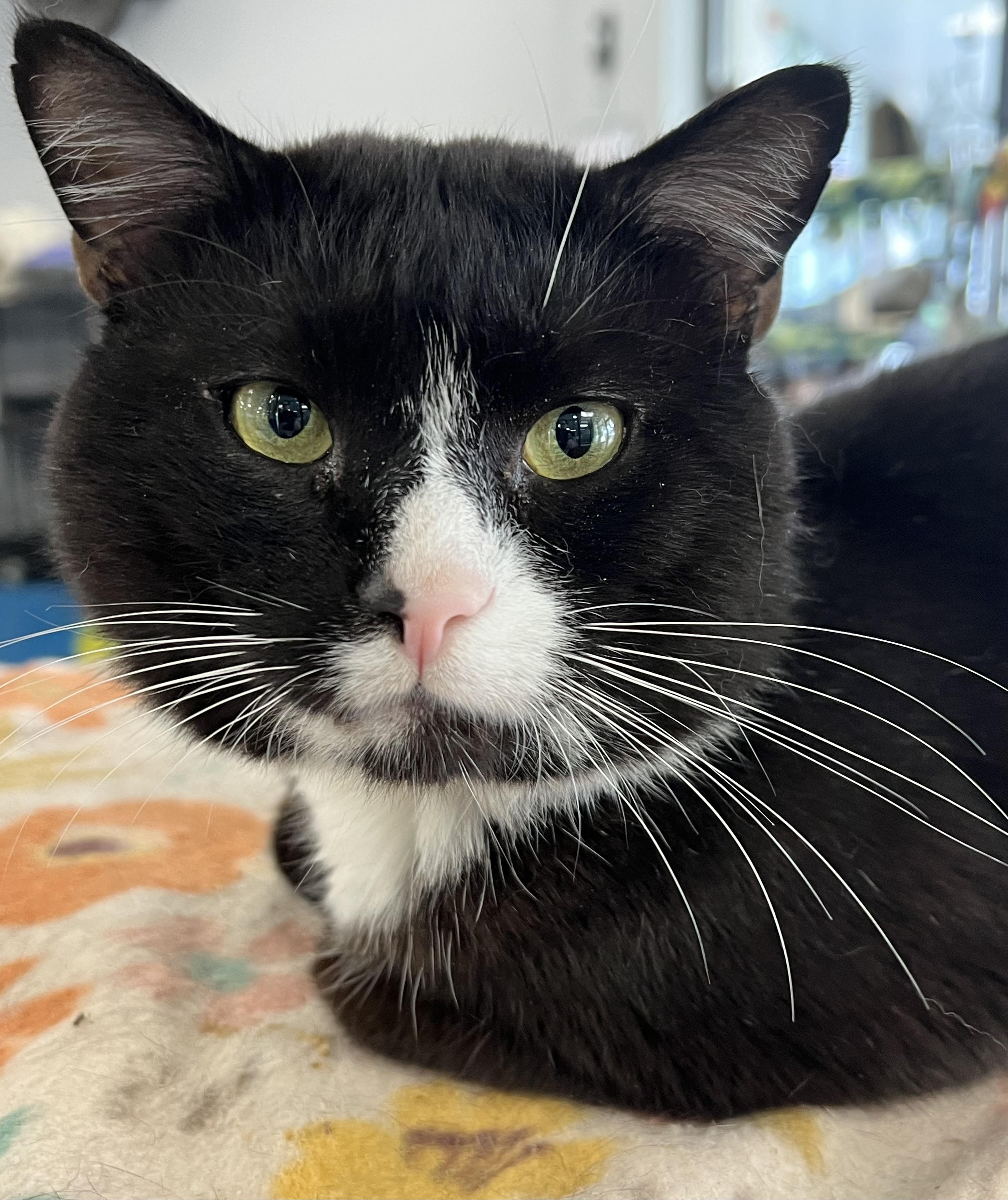 Enlarge Felix, a ADOPTABLE Domestic Short Hair in Johnston, RI image 2/6