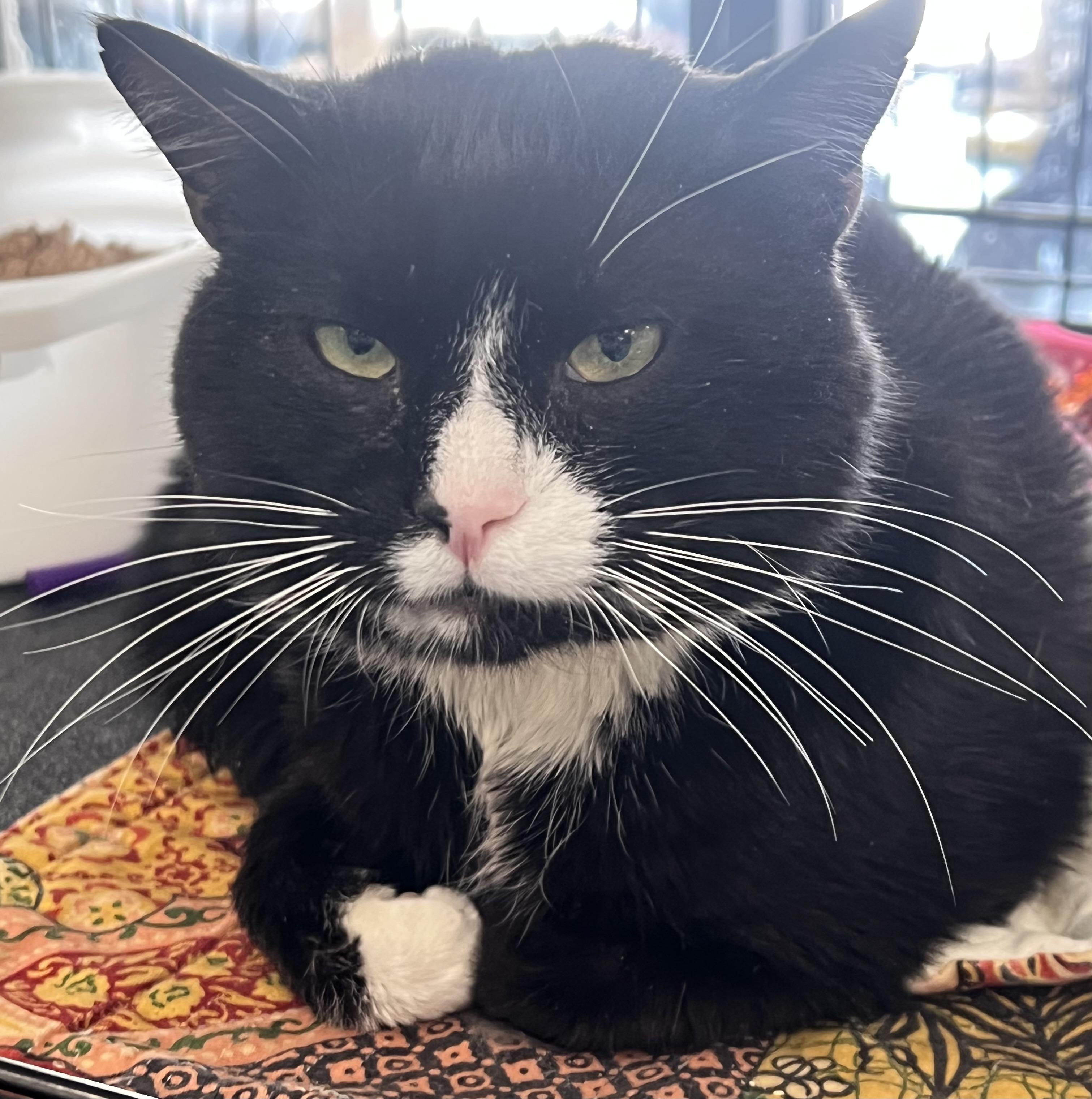 Felix, a ADOPTABLE Domestic Short Hair in Johnston, RI image 3/6