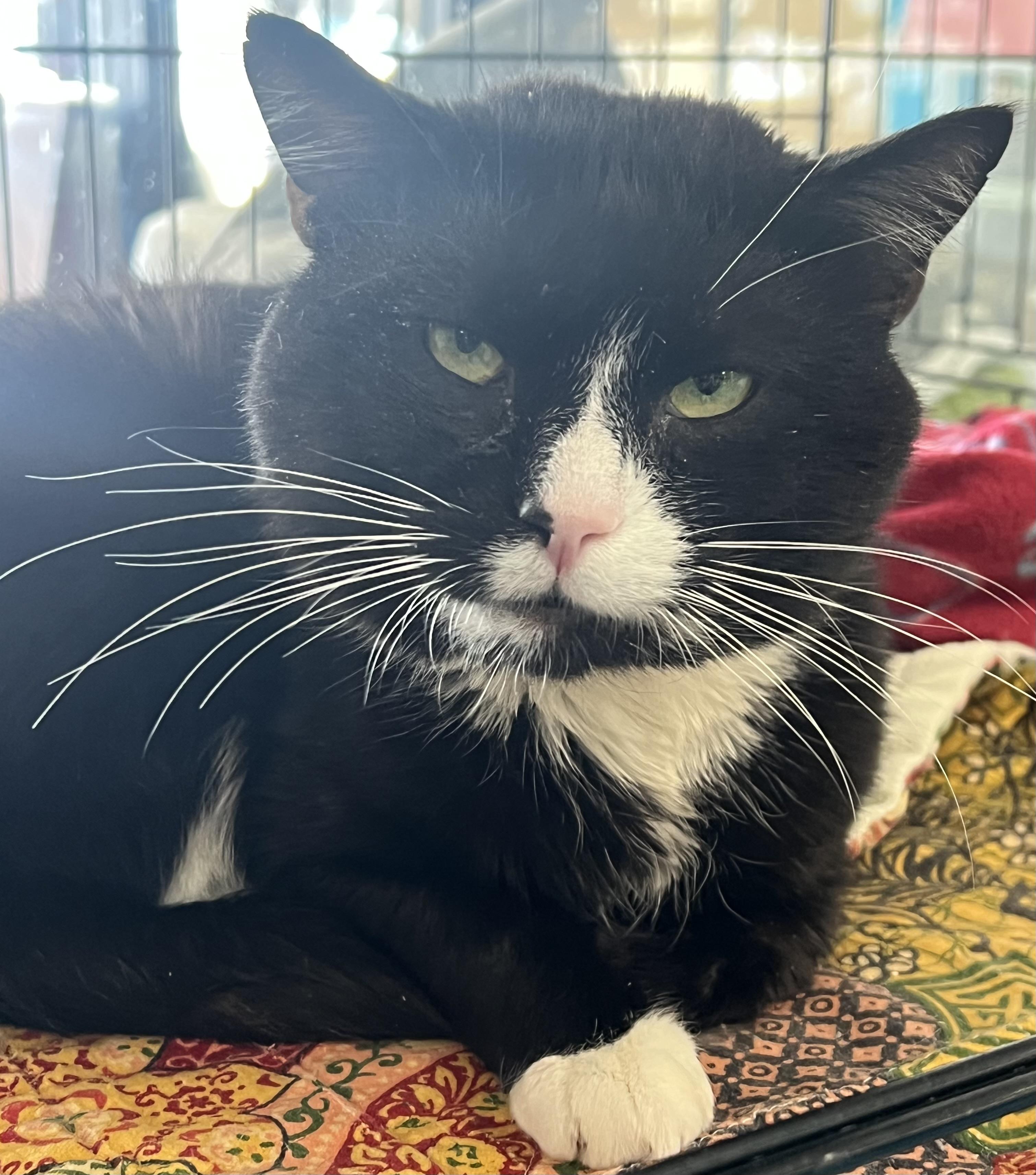 Felix, a ADOPTABLE Domestic Short Hair in Johnston, RI image 2/6