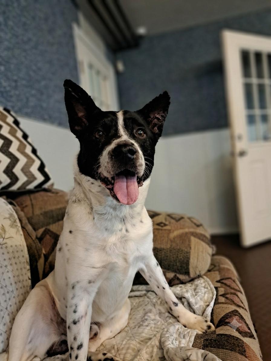 Jack, ADOPTABLE, Adult Male Australian Cattle Dog / Blue Heeler.