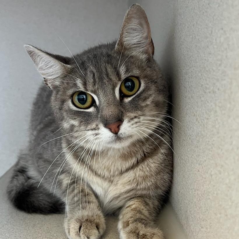 Enlarge Fettuccine, a Adoptable Domestic Short Hair in Redwood City, CA image 1/1