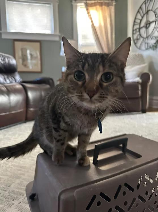 Enlarge Toffee, a Adoptable mixed breed in Terre Haute, IN image 2/2