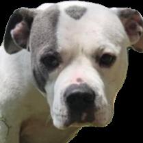 Enlarge Winnie (Winter), a Adoptable mixed breed in Aledo, TX image 1/6