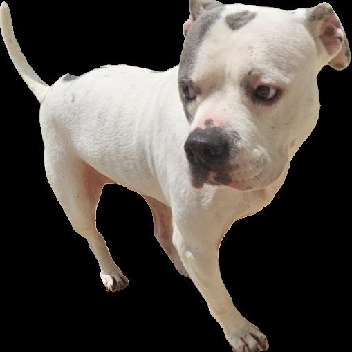 Enlarge Winnie (Winter), a Adoptable mixed breed in Aledo, TX image 2/6