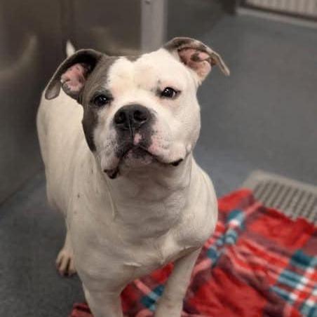 Enlarge Winnie (Winter), a Adoptable mixed breed in Aledo, TX image 3/6