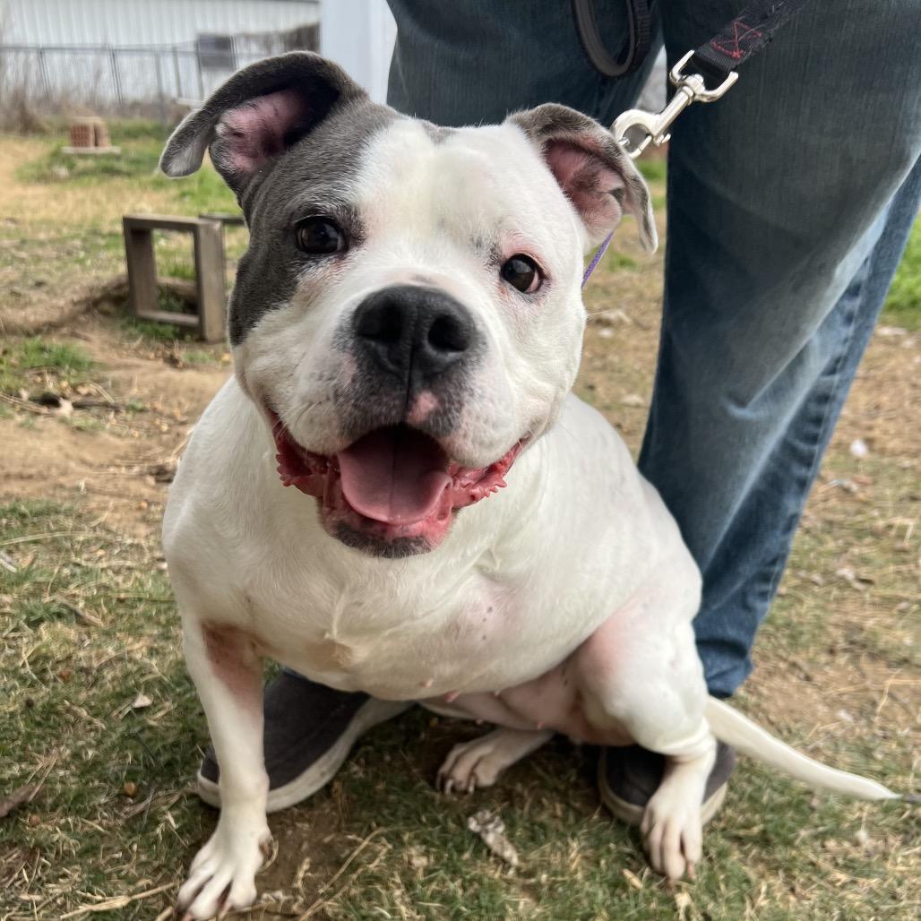 Enlarge Winnie (Winter), a Adoptable mixed breed in Aledo, TX image 4/6