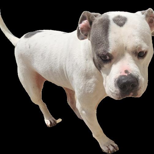 Enlarge Winnie (Winter), a Adoptable mixed breed in Aledo, TX image 5/6