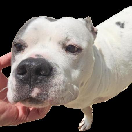 Enlarge Winnie (Winter), a Adoptable mixed breed in Aledo, TX image 6/6