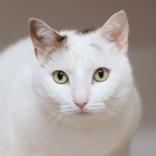 Enlarge Momo, a Adoptable Domestic Short Hair in Hilliard, OH image 1/1