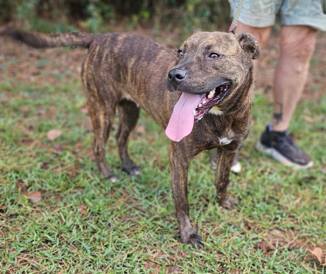 Brindle, a Adoptable mixed breed in Sylacauga, AL image 2/5
