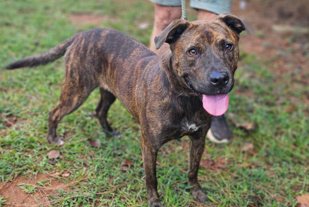 Brindle, a Adoptable mixed breed in Sylacauga, AL image 3/5