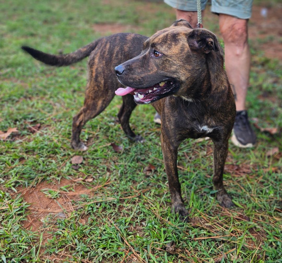 Brindle, a Adoptable mixed breed in Sylacauga, AL image 4/5