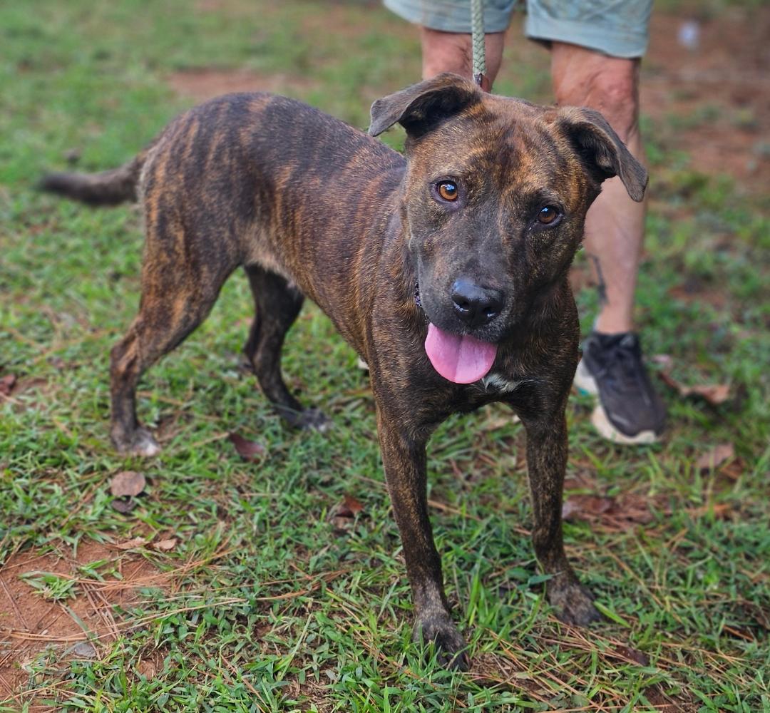 Brindle, Adult Male Labrador Retriever