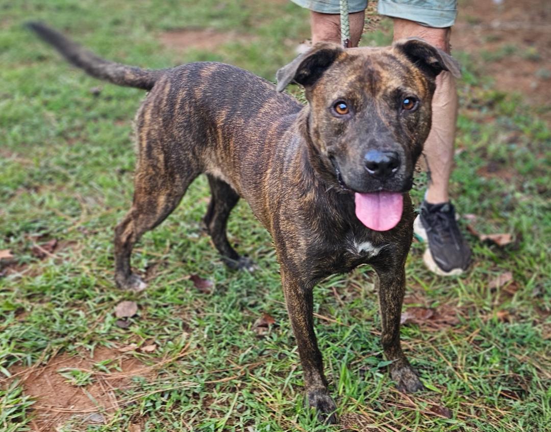 Brindle photo 5