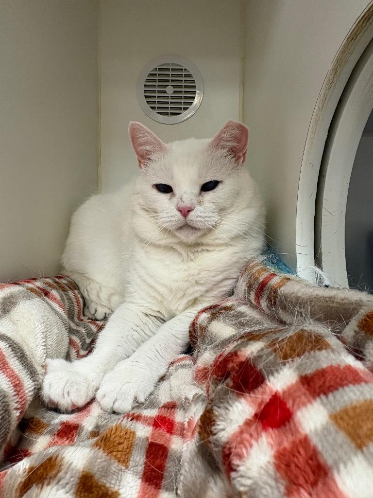 Sweet Sweet (Cora), Adoptable, Adult Female Domestic Short Hair.