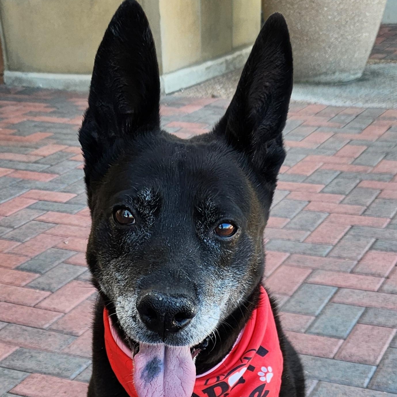 Enlarge HARLEY, a Adoptable mixed breed in Las Vegas, NV image 2/6