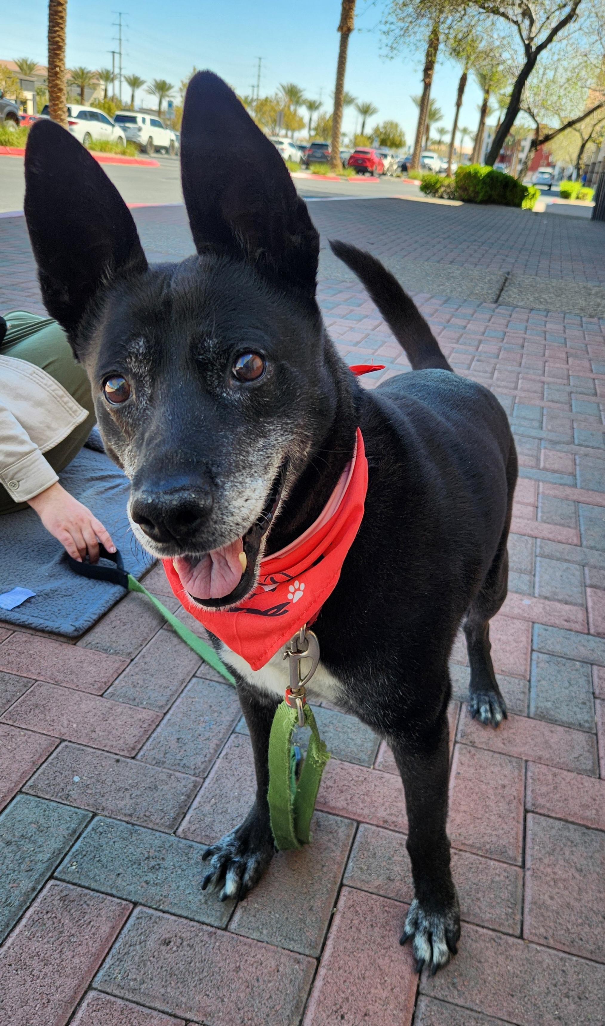 Enlarge HARLEY, a Adoptable mixed breed in Las Vegas, NV image 4/6