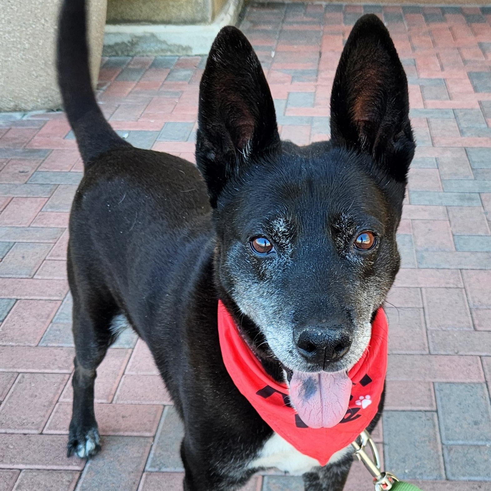 HARLEY, Senior Male unknown