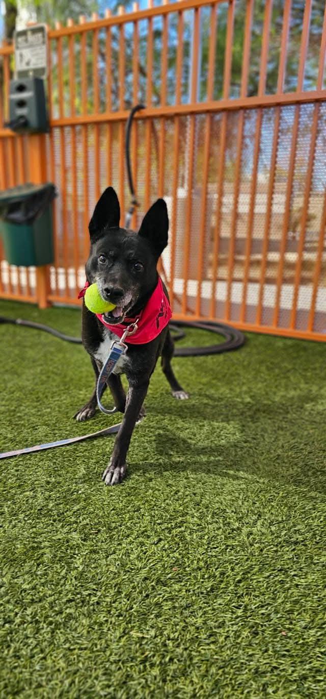 HARLEY, an adoptable Basenji in Las Vegas, NV, 89147 | Photo Image 3