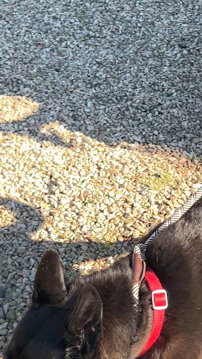 Enlarge HARLEY, a Adoptable mixed breed in Las Vegas, NV video 6/6