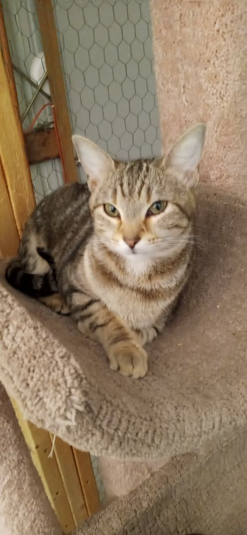 Enlarge Lydia, a Adoptable Tabby in Laurelville, OH image 1/4