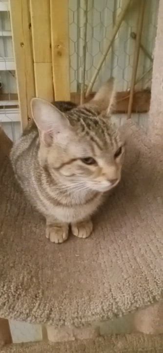 Enlarge Lydia, a Adoptable Tabby in Laurelville, OH video 3/4