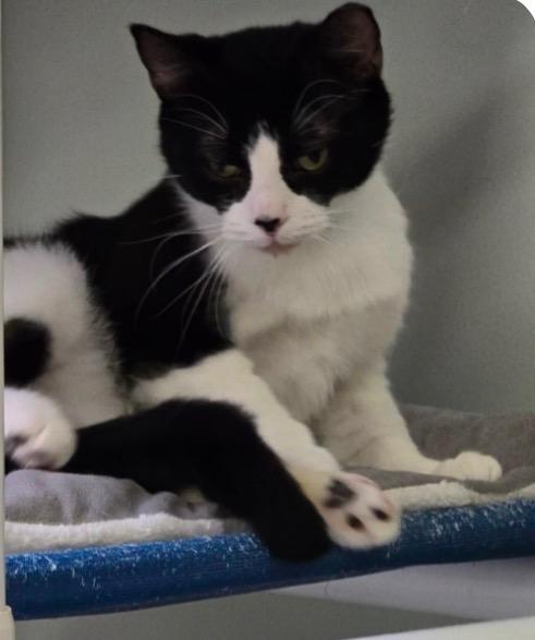 Enlarge DIGGER, a Adoptable mixed breed in Muskegon, MI image 1/5