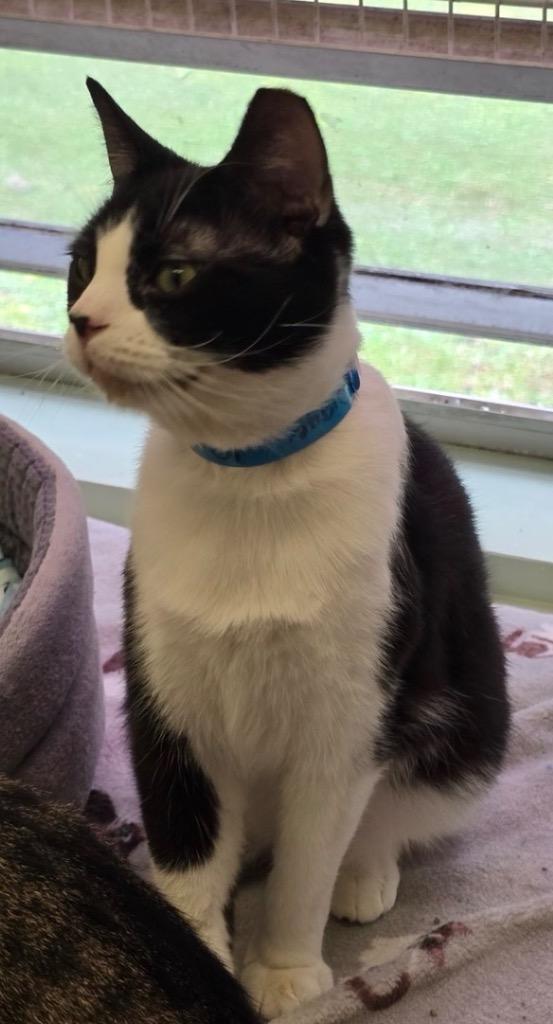 Enlarge DIGGER, a Adoptable mixed breed in Muskegon, MI image 2/5