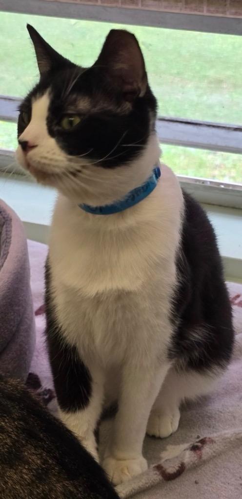 Enlarge DIGGER, a Adoptable mixed breed in Muskegon, MI image 5/5