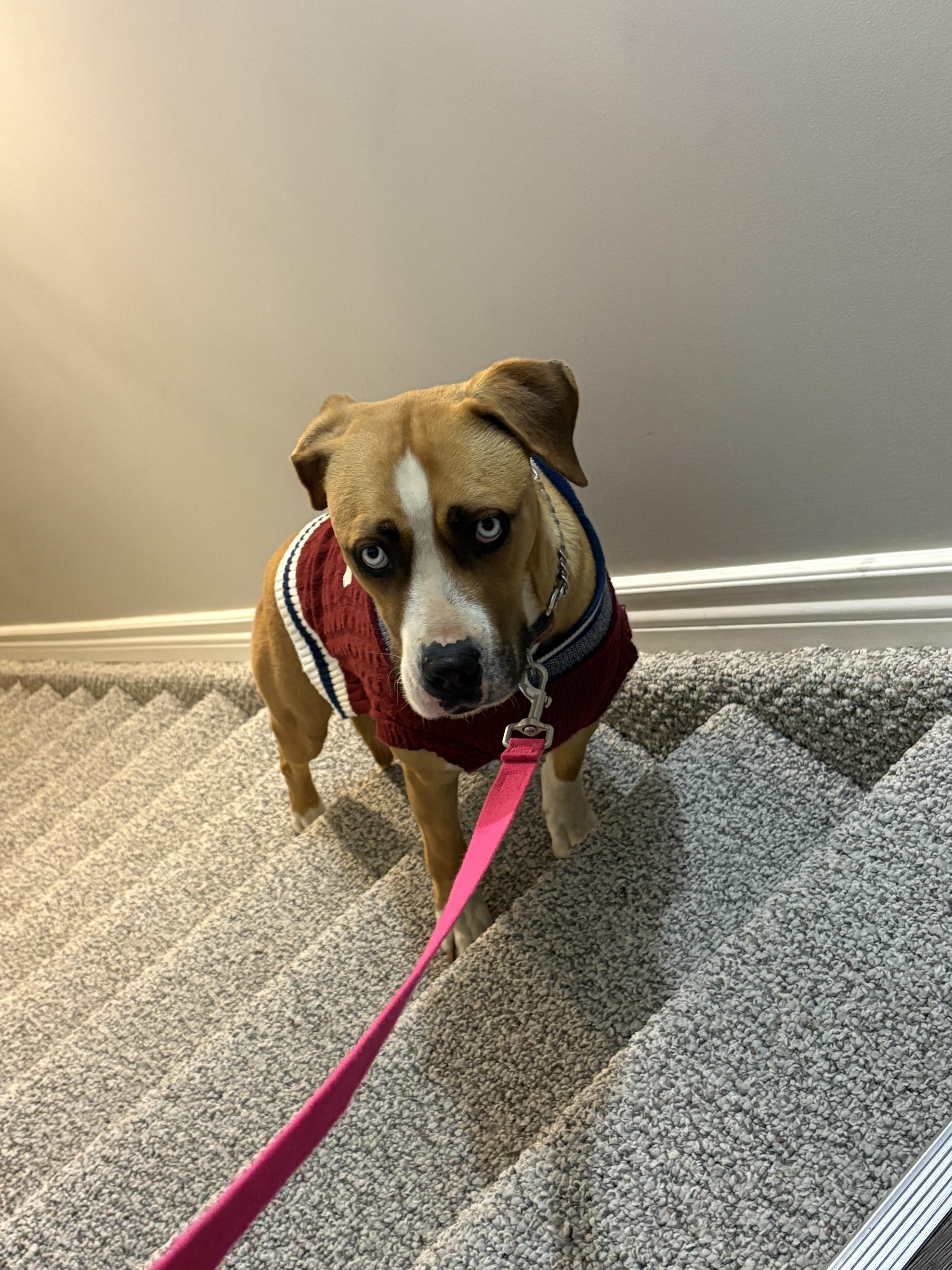 Raisa, a ADOPTABLE mixed breed in London, ON image 1/6