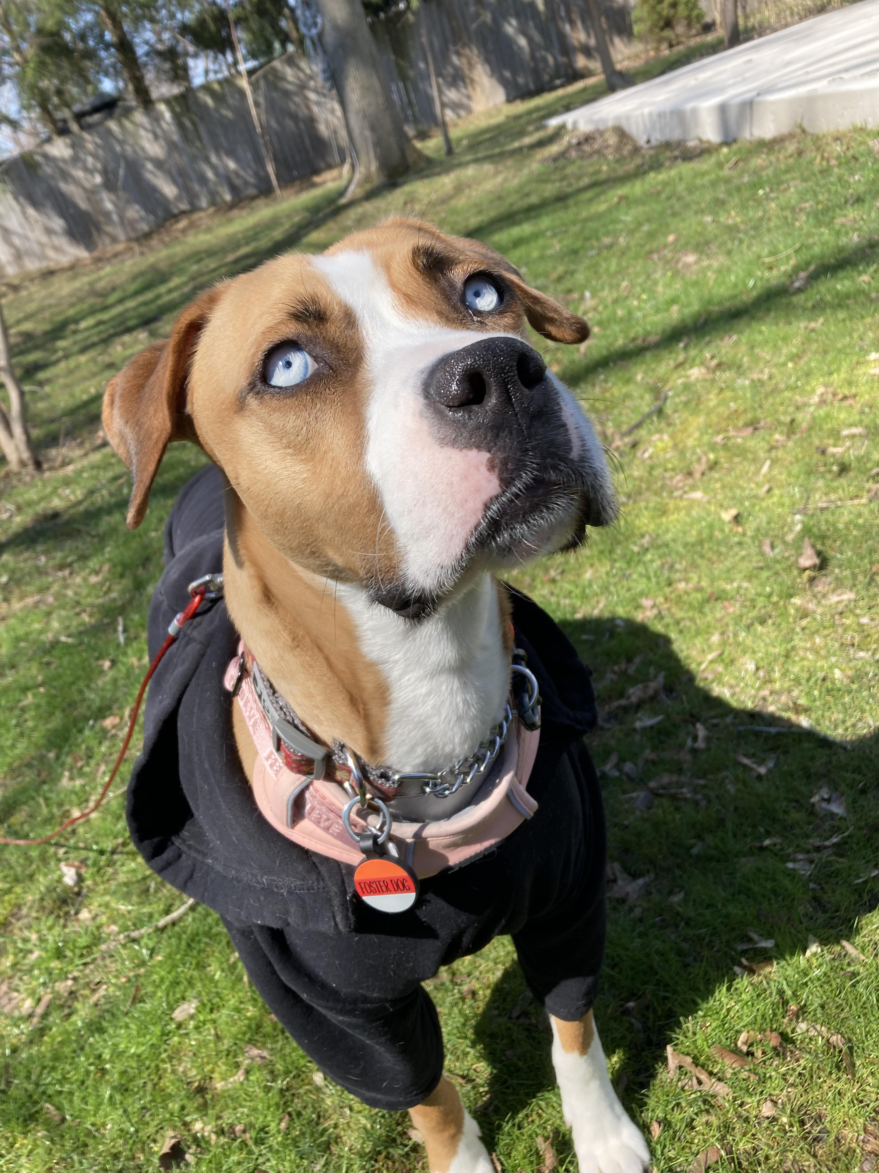 Raisa, a ADOPTABLE mixed breed in London, ON image 5/6