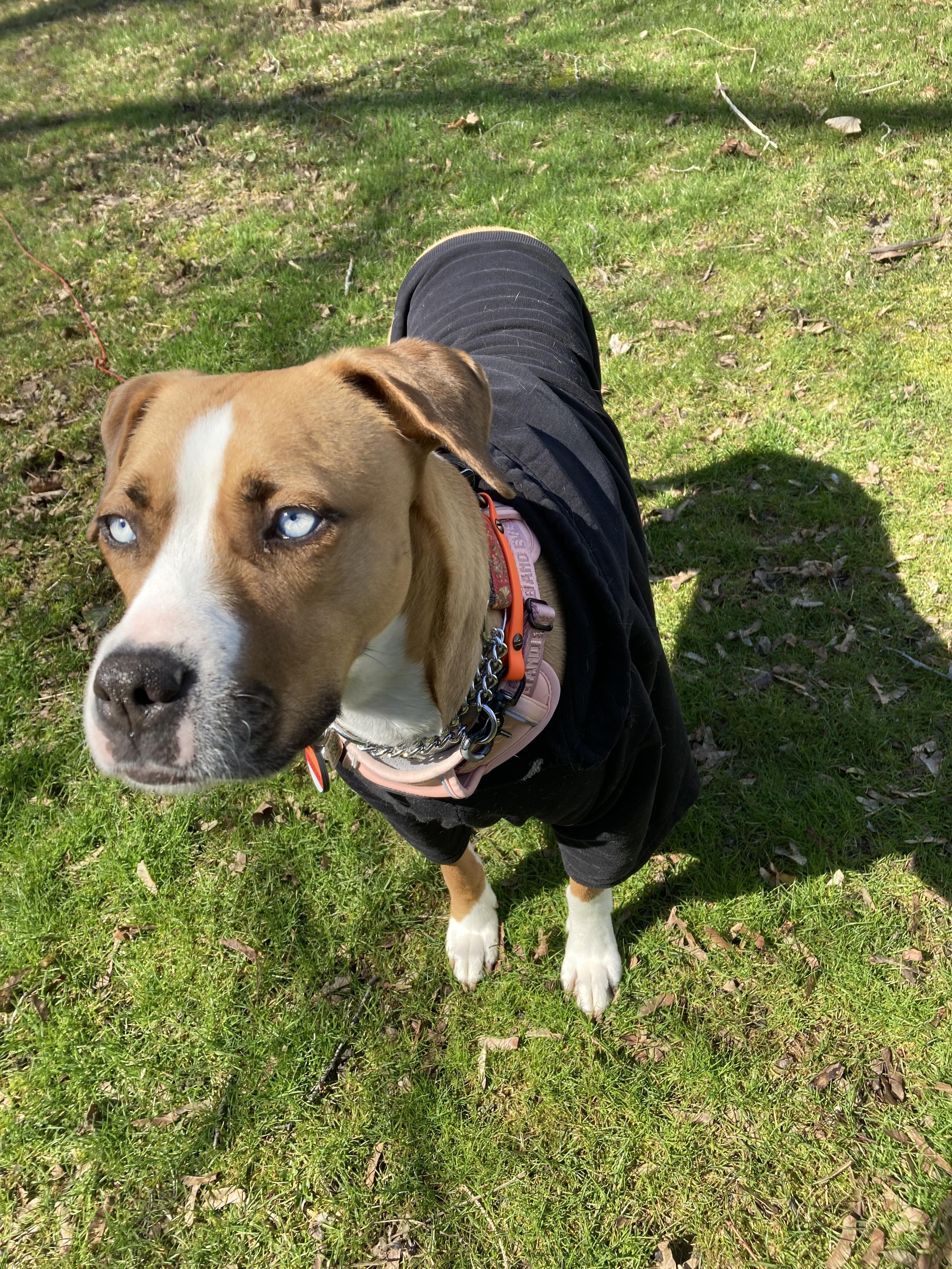 Raisa, a ADOPTABLE mixed breed in London, ON image 6/6