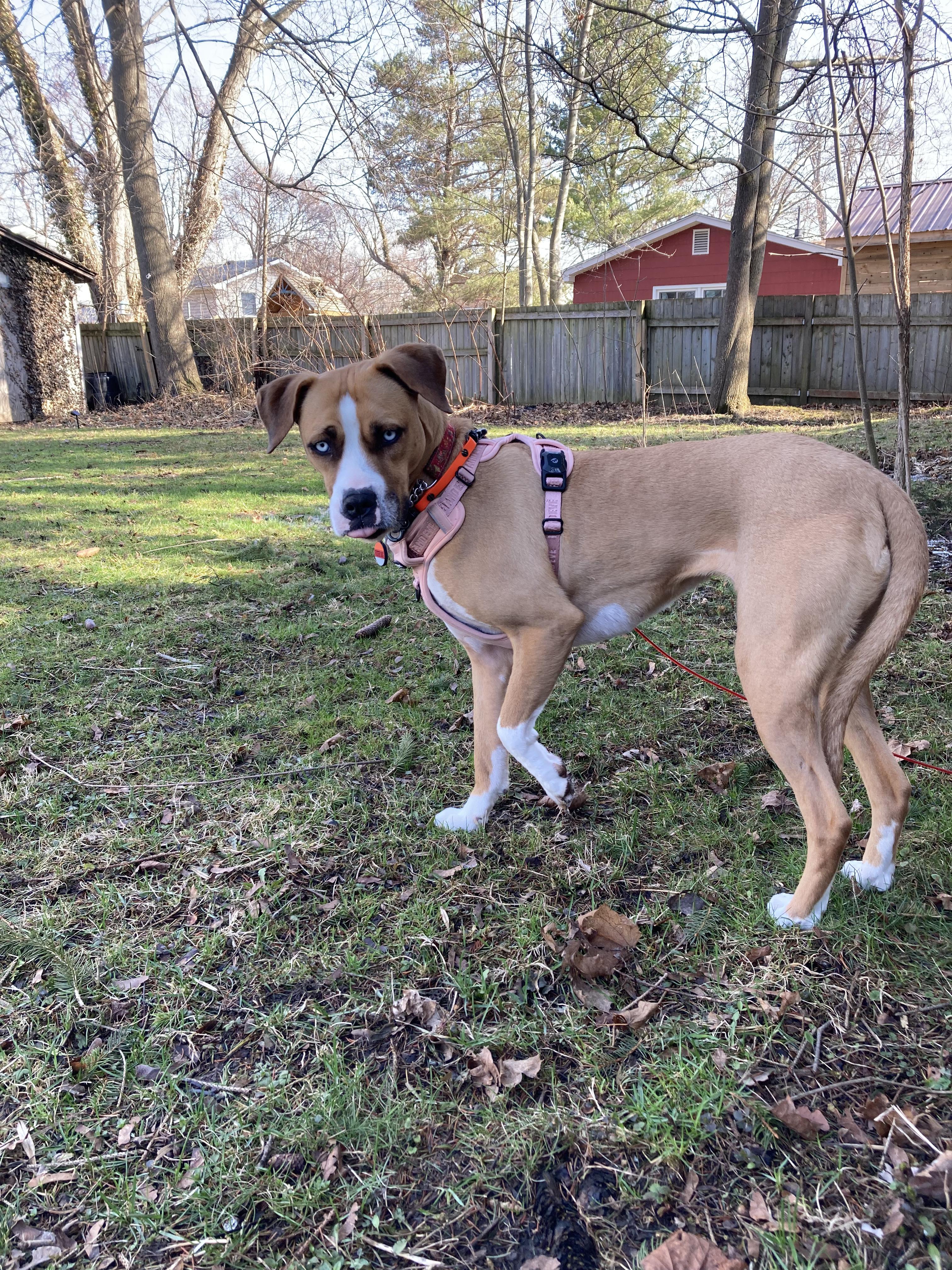 Raisa, a ADOPTABLE mixed breed in London, ON image 3/6