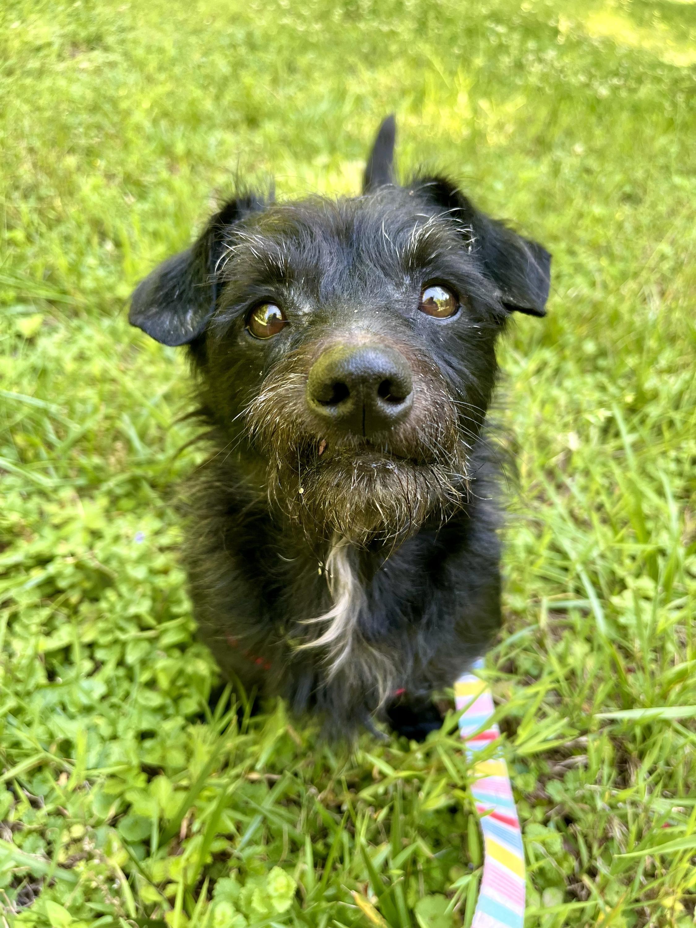 Roscoe Conkling, adoptable, Adult Male Wirehaired Dachshund.