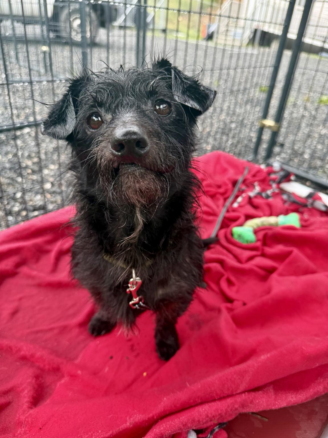 Roscoe Conkling, an adoptable Wirehaired Dachshund in Marshall, NC image 5/6