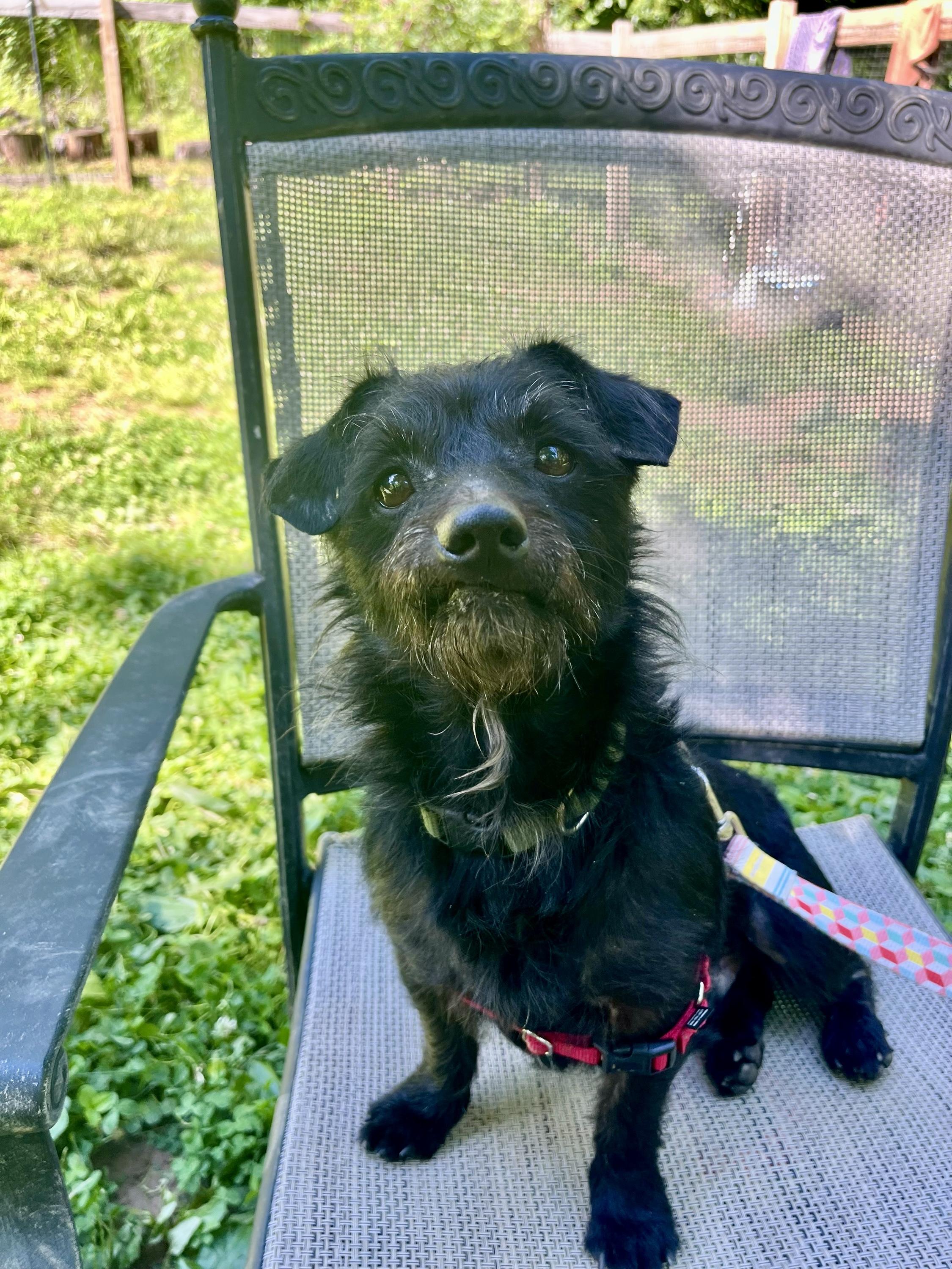 Roscoe Conkling, an adoptable Wirehaired Dachshund in Marshall, NC image 4/6