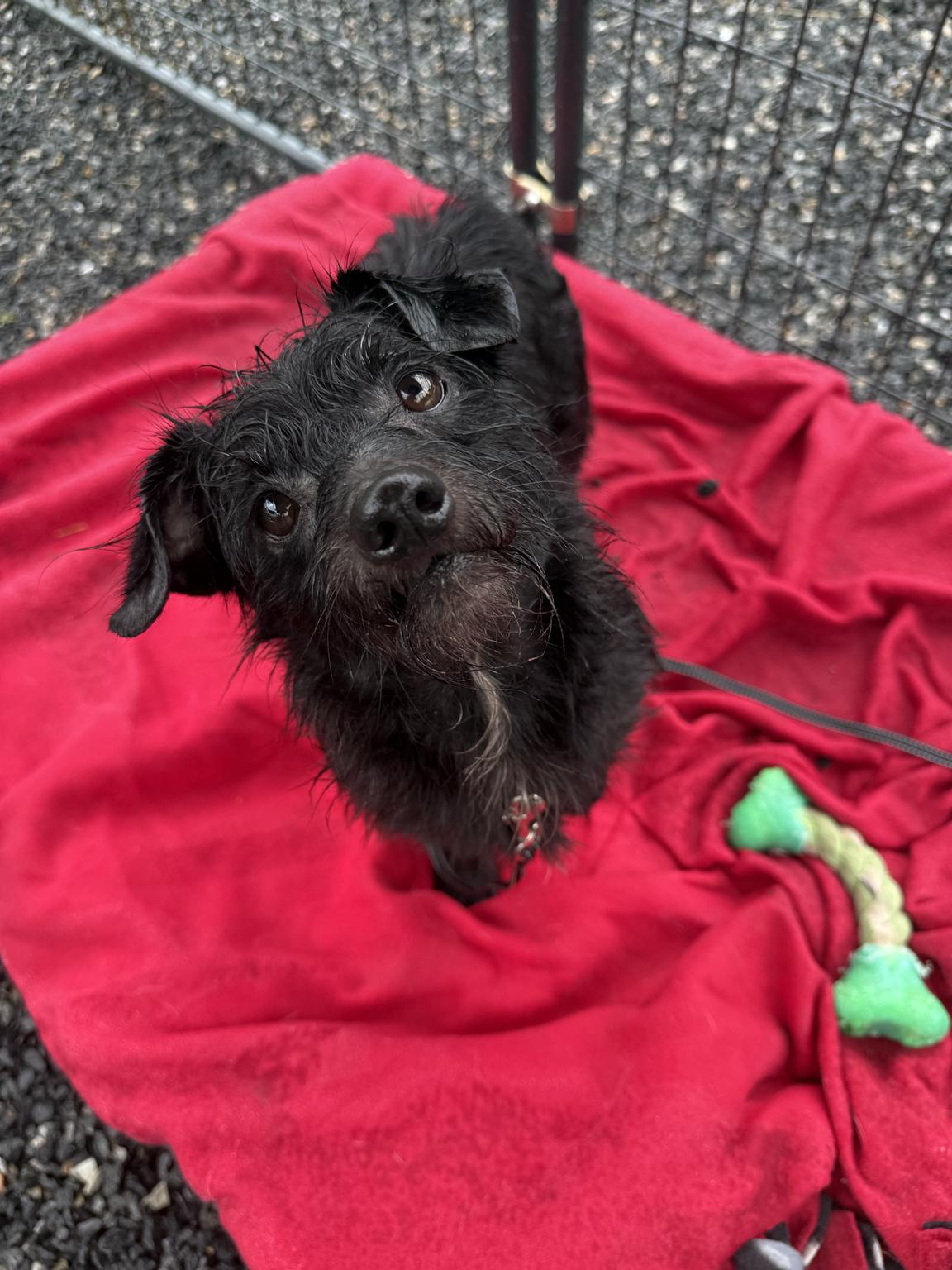Roscoe Conkling, an adoptable Wirehaired Dachshund in Marshall, NC image 6/6
