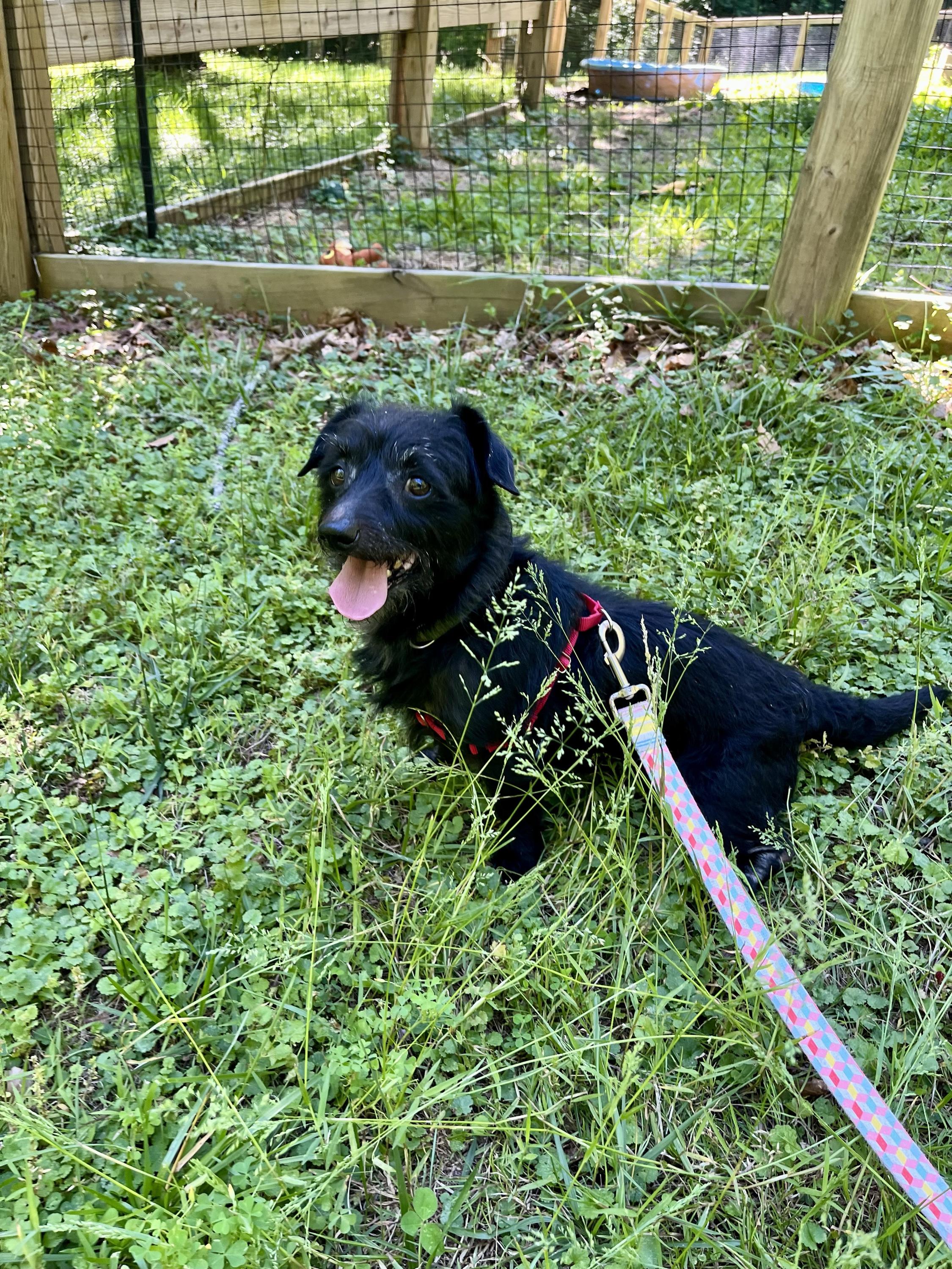 Roscoe Conkling, an adoptable Wirehaired Dachshund in Marshall, NC image 2/6