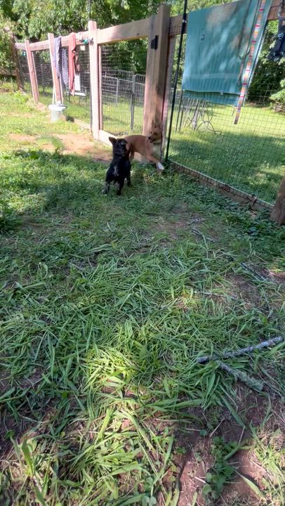 Enlarge Roscoe Conkling, an adoptable Wirehaired Dachshund in Marshall, NC video 3/6