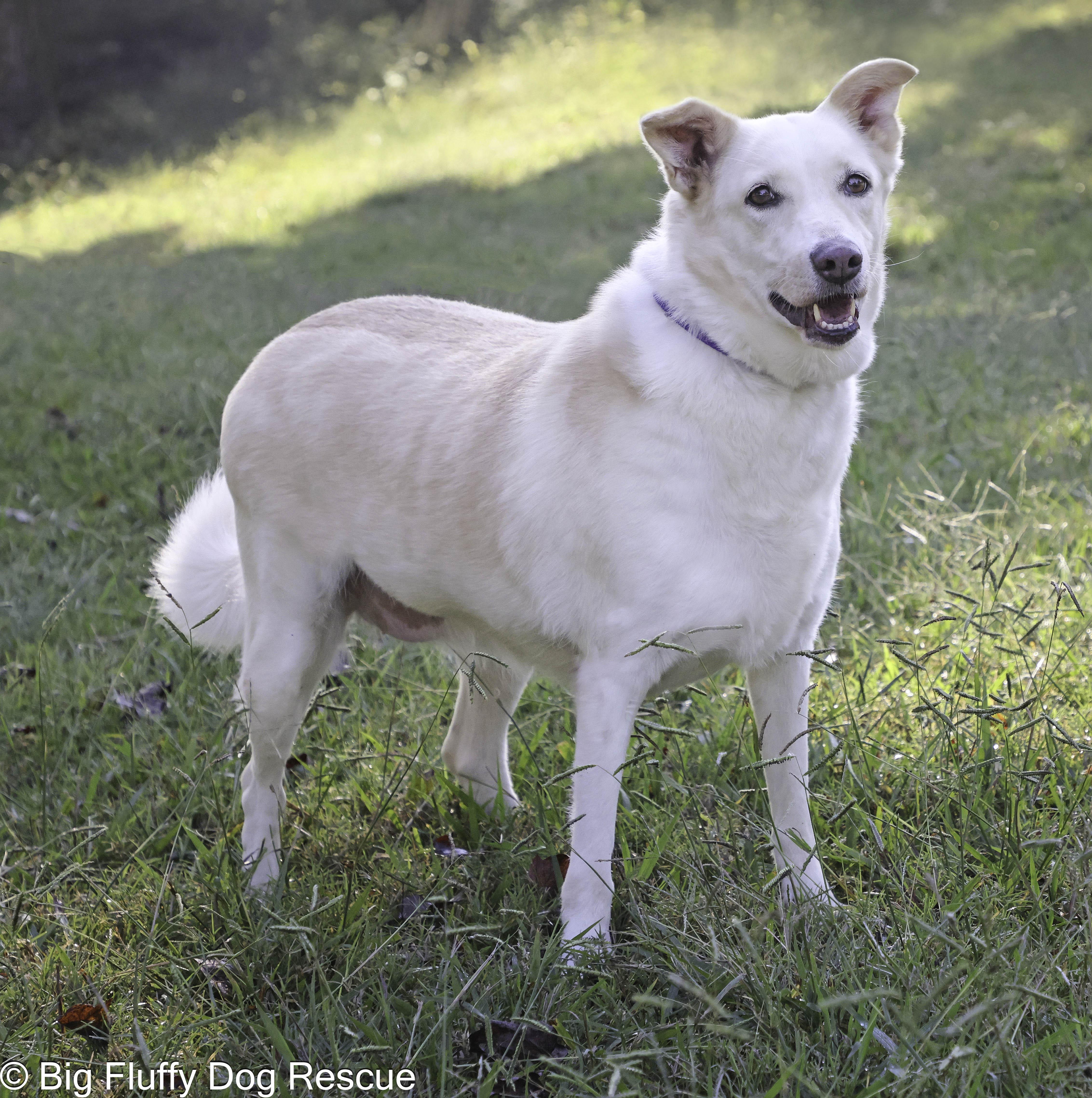 Keri, an adoptable Saluki, Retriever in Sandy Springs, GA, 30350 | Photo Image 2
