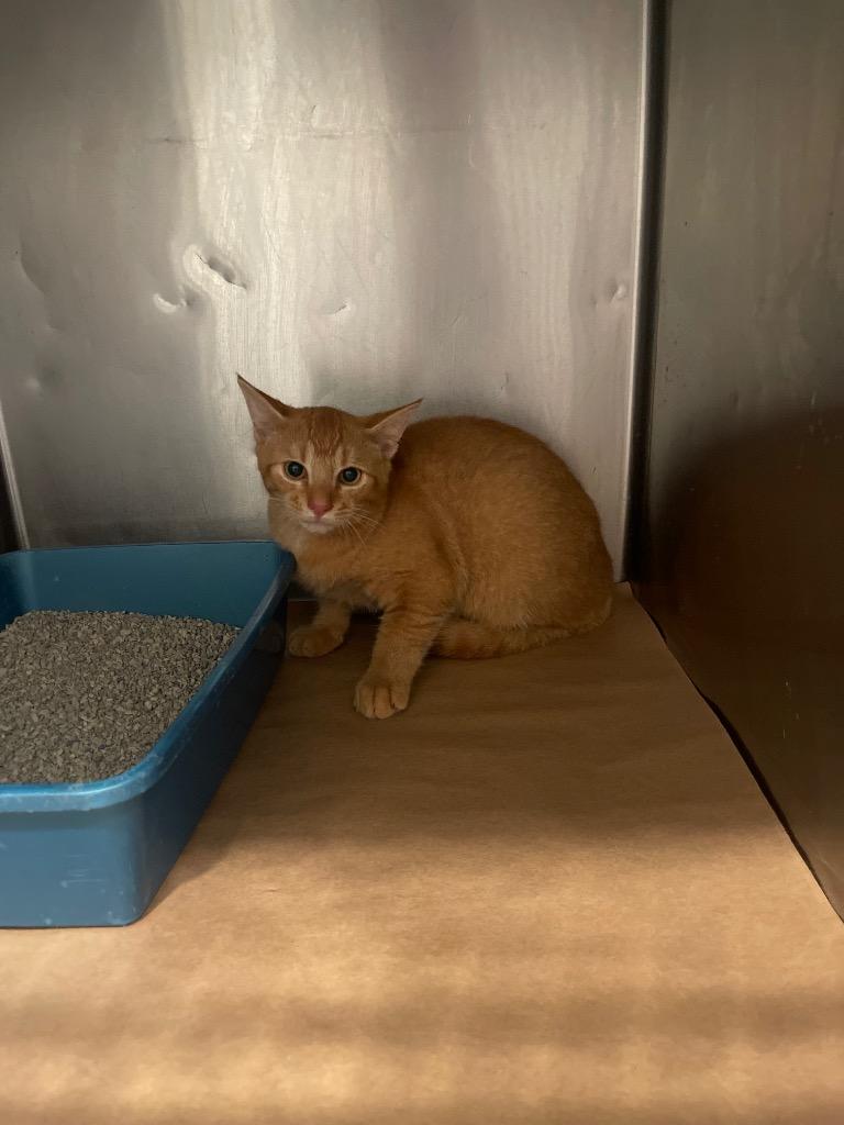 Baby J, Adoptable, Young Male Domestic Short Hair.