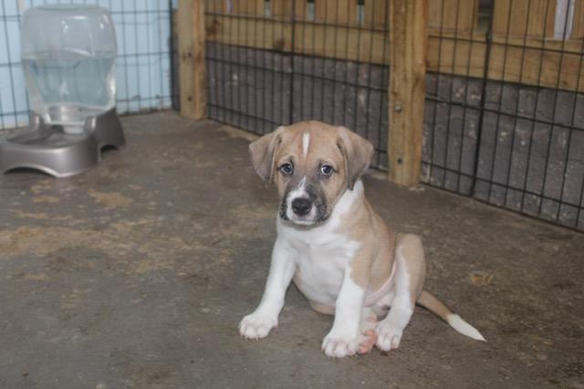 Enlarge Dopey (7 Dwarfs), a Adopted mixed breed in bend, OR image 1/6